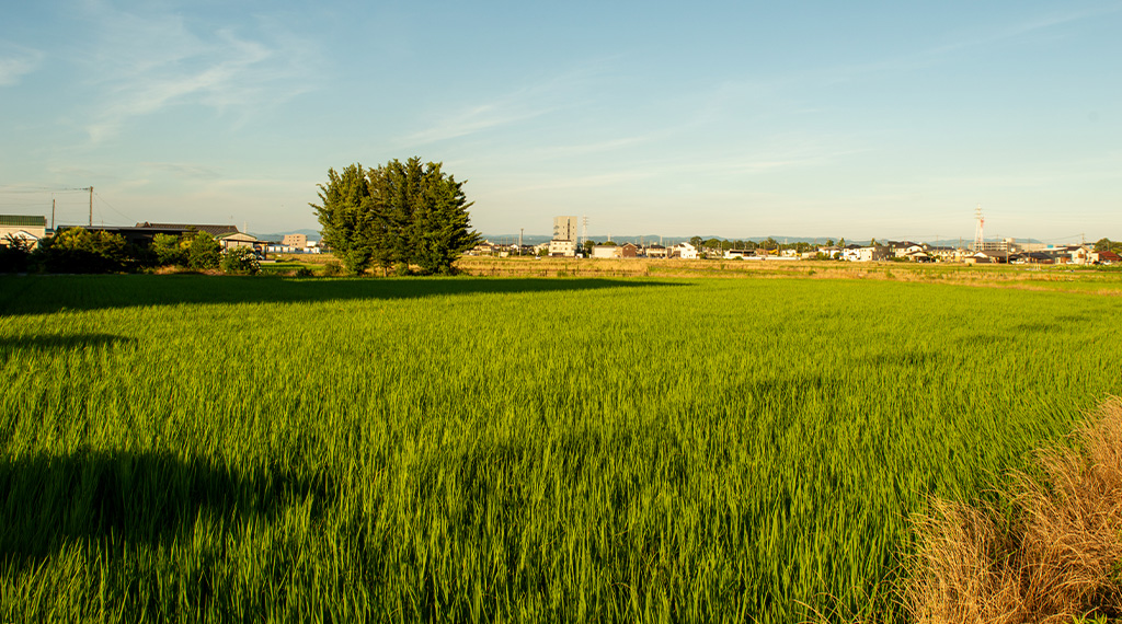 住まいの近所の田んぼ゚