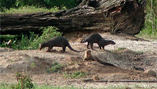 この地域に生息しているビロードカワウソ